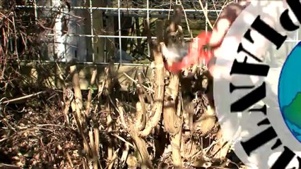 globeplanter - Taille de mars, les arbustes à fleurs