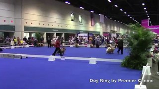Dog Rings and Arenas - 2012 AKC Dog Championships Orlando FL