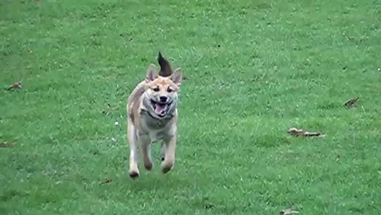 Mon shiba au ralenti