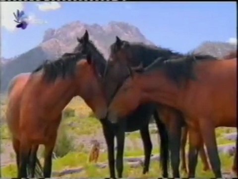 Equus: El lenguaje de los caballos (Monty Roberts)