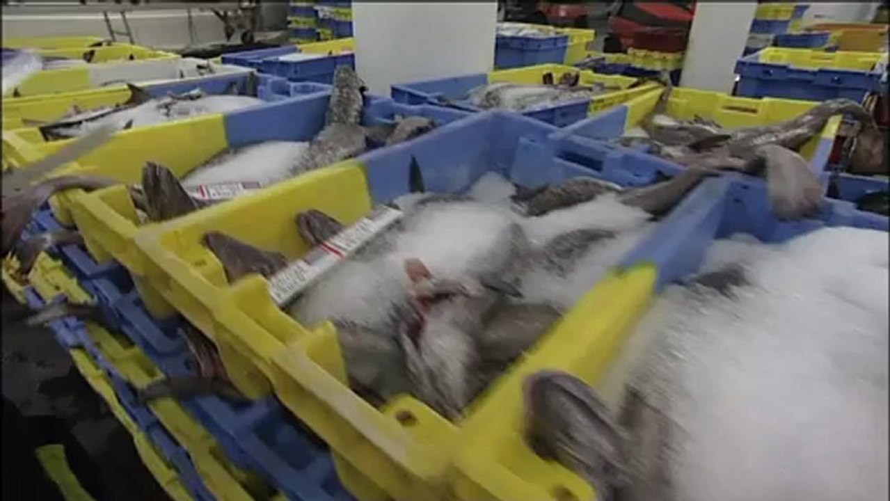 Explorer et valoriser la mer : les ressources halieutiques aux frontières des connaissances