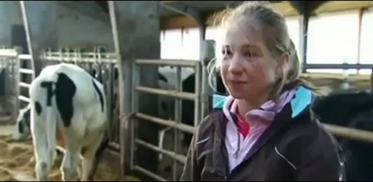 Vache en Belgique fait du saut d'obstacle