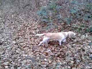Paco feuilles