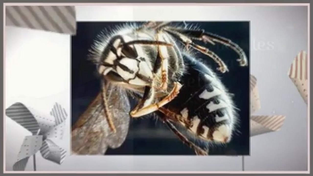 Las vegas pest control