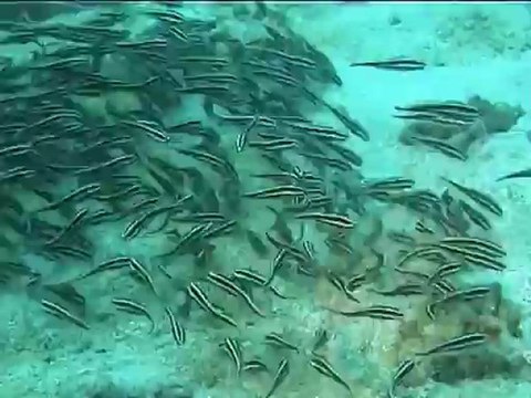 poissons chats aux Philippines