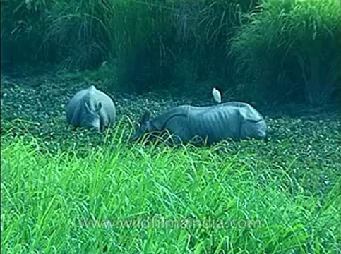 Assam-kaziranga-mdv-1002-5.flv