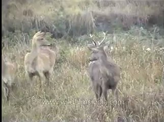 Assam-kaziranga-mdv-883-1-15.flv