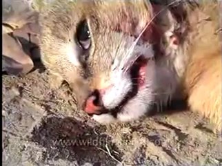 Assam-kaziranga-mdv-883-1-8.flv