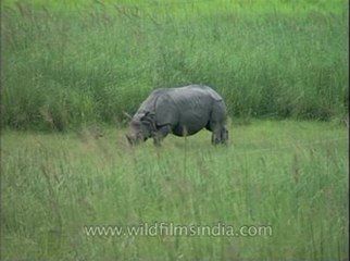 Assam-mdv-631-6-11.flv