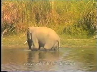 Assam-mdv-631-6-6.flv