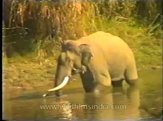 Assam-mdv-631-6-7.flv