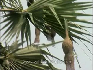 Assam-mdv-631-6-8.flv