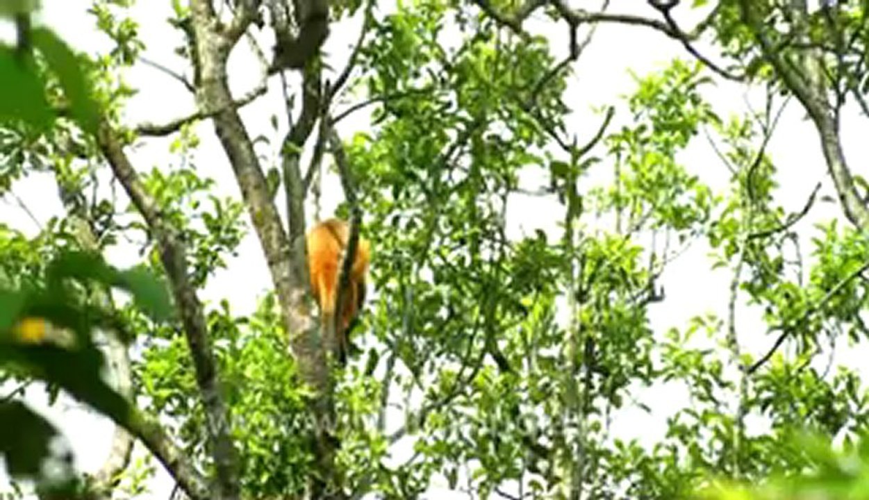 Assam-monkey.flv