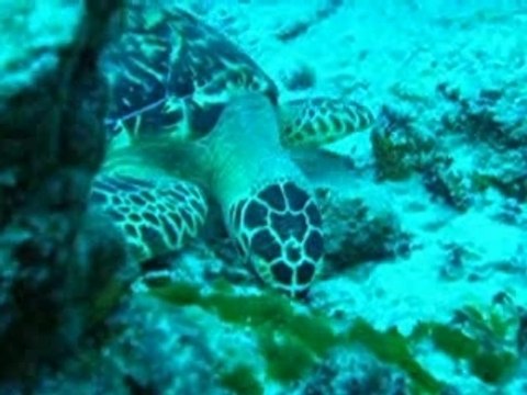 Tortue en plongee a Cozumel