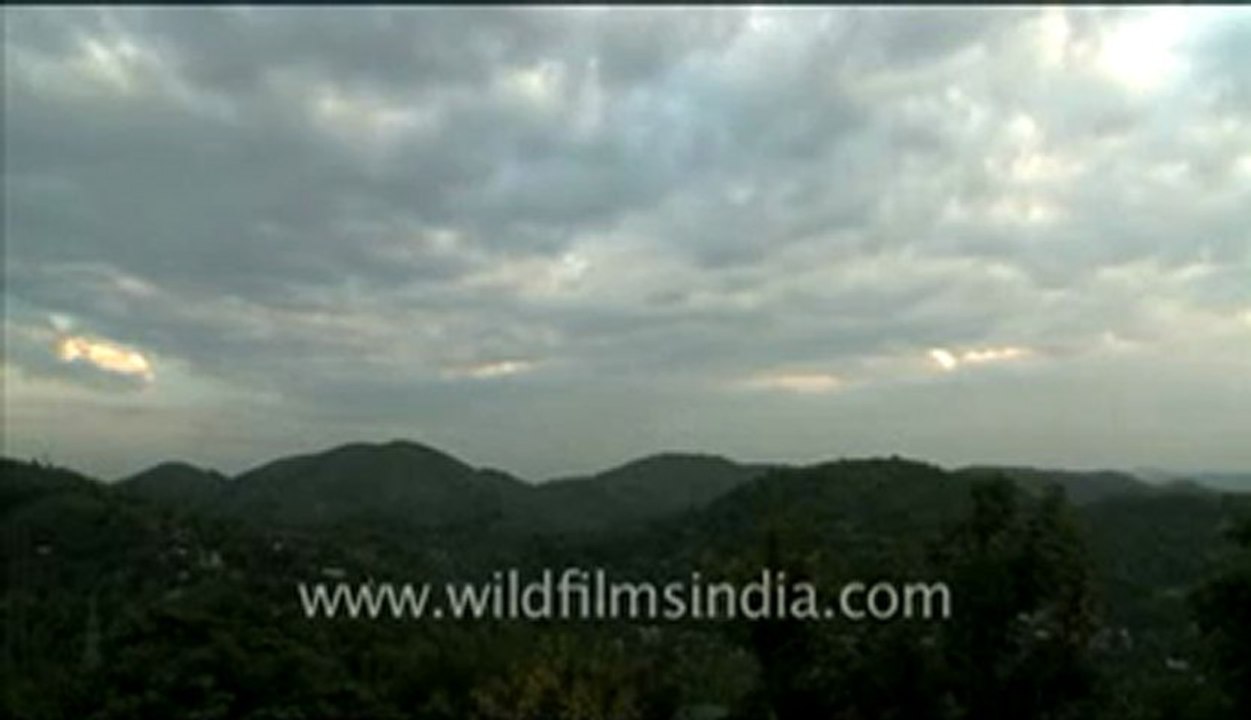 Assam_3.flv