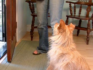Teaching Your Dog To Sit At The Door