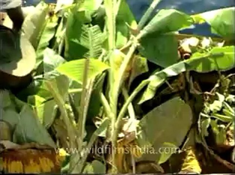 andamans&nicobar-7-1.flv