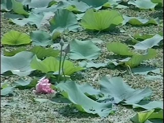 Temples of India  - Srirangam - Bhooloka Vaikuntham