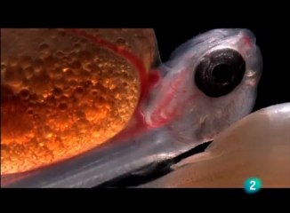 Inicio vida de las truchas comunes