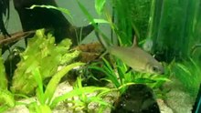 Акулий балу (Акулий бала) / Balantiocheilus Melanopterus
