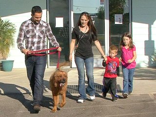 How to Choose the Right Dog