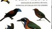 World Book Review: Birds of the Indian Ocean Islands: Madagascar, Mauritius, Runion, Rodrigues, Seychelles and the Comoros by Olivier Langrand, Ian Sinclair