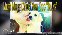 Miley Cyrus' New Dog
