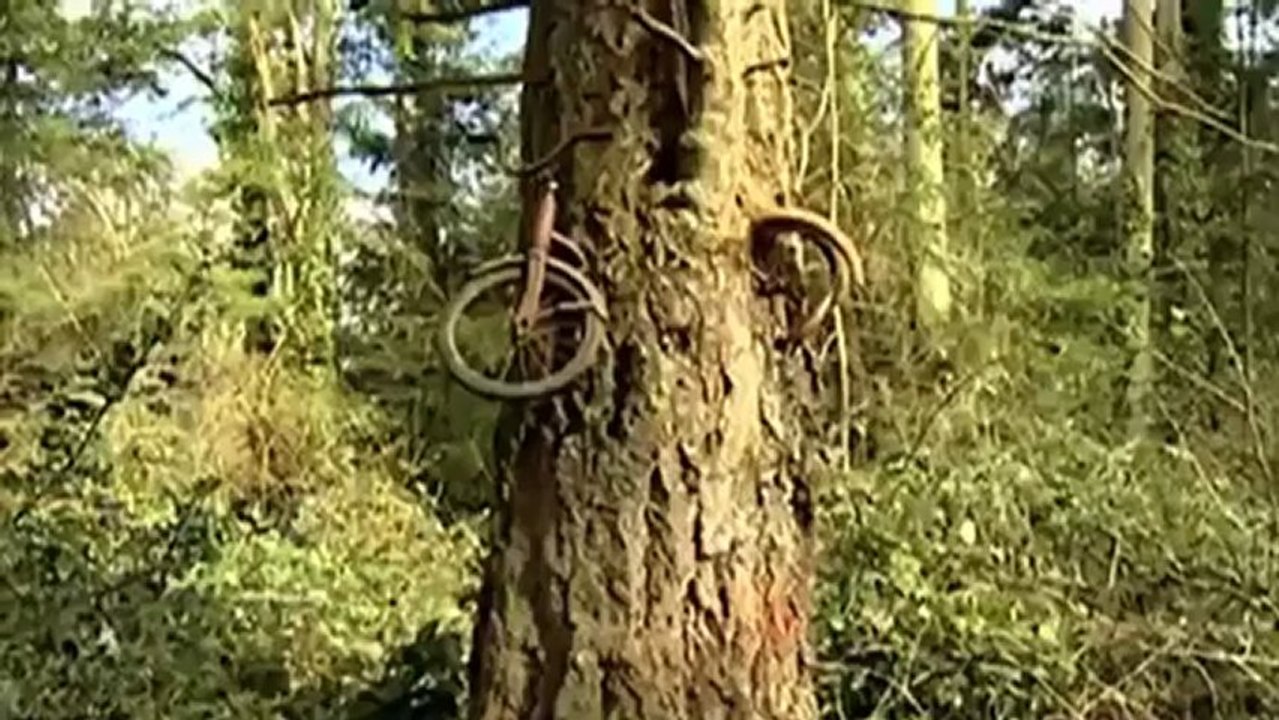 Un arbre a " avalé " un vélo, ils ne font désormais plus qu'un !