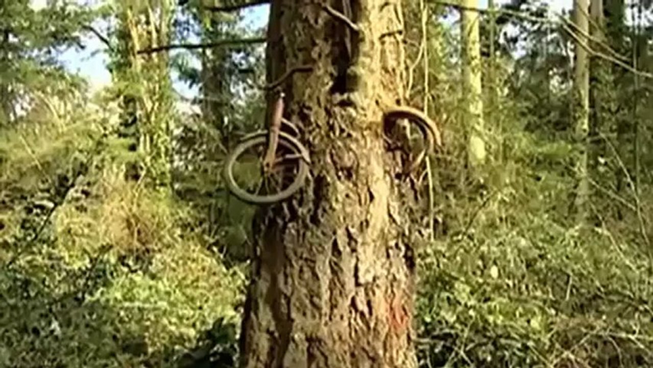 Lost Bicycle Seems to Be Swallowed By Tree