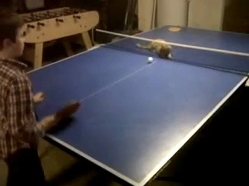 Un chat joue  au ping pong