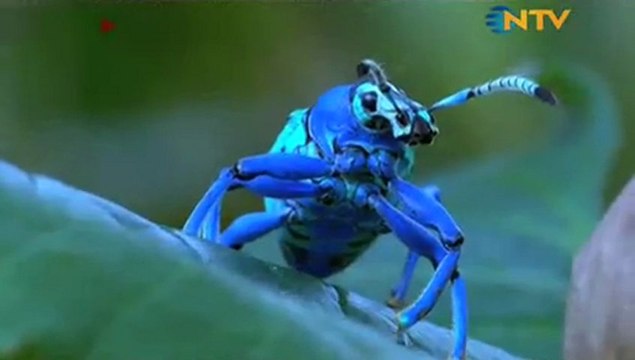 Hayat Nasıl İşler?: 1 - Tropik Yağmur Ormanları