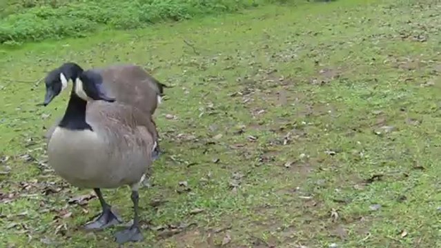 Les oies bernaches à bergerac (2)
