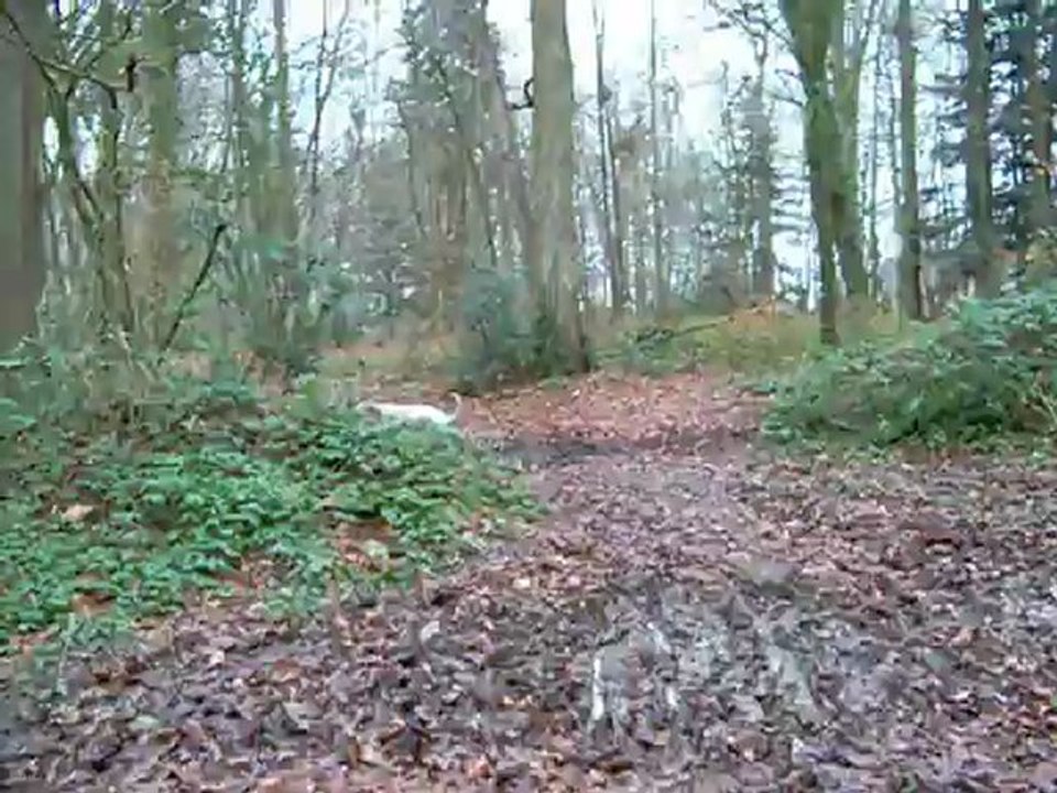 dayka dans les bois 1
