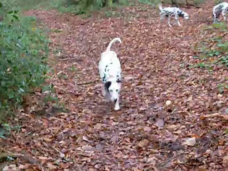 dayka dans les bois 2
