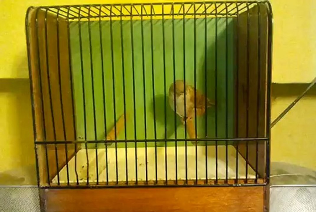 GLOSTER-2012-SERCAN DEMİR