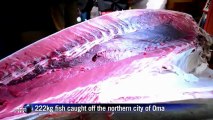 Giant tuna sells for record $1.8 million in Japan