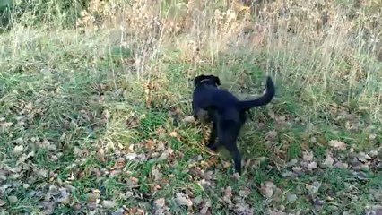 Gaïa, chienne labrador noir d'un an dans les bois - test Windows Phone 8 X par HTC #testeurSosh