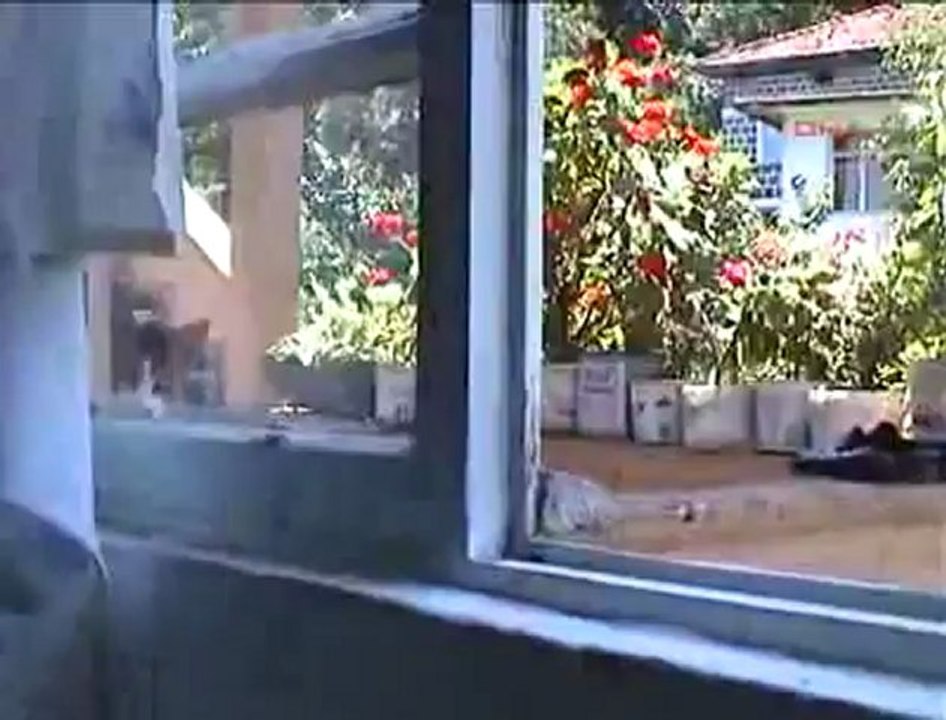 Kapı Açan Kedi İzlenme Rekoru Kırdı