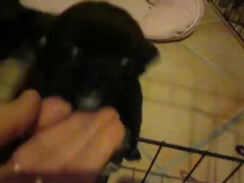 Magnifique femelle poil long Noir et tan,avec marque blanche, gabarit standard lof.