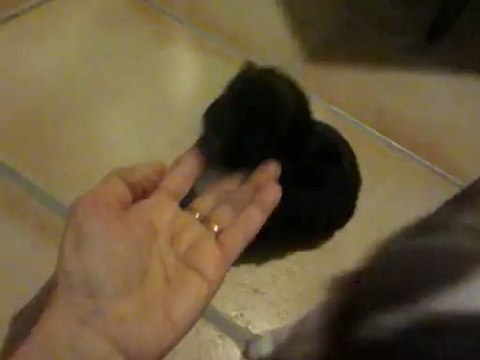 Femelle Noir et tan marque blanche, poil long , lof