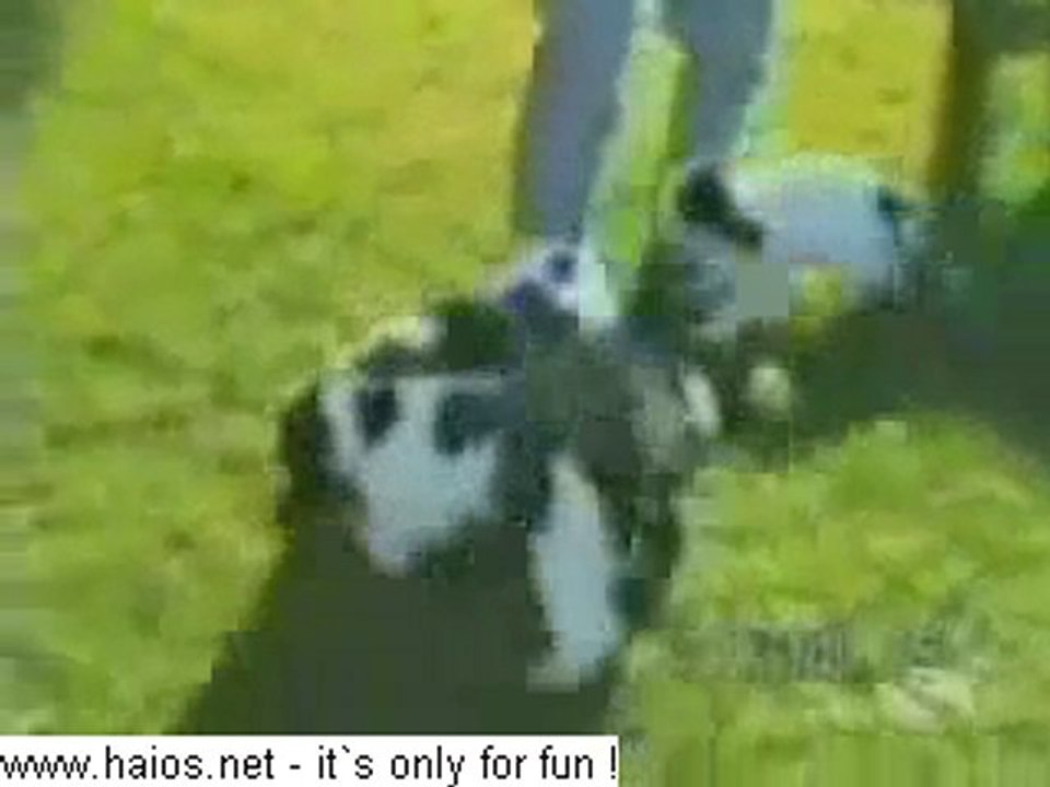 Funky Dogs