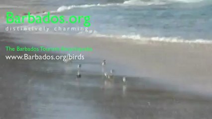The Barbados Ballerina SandPipers Dancing with the Waves