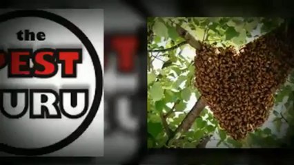 Squirrel in Attic | Houston Texas | #1 Experts 832-464-4119