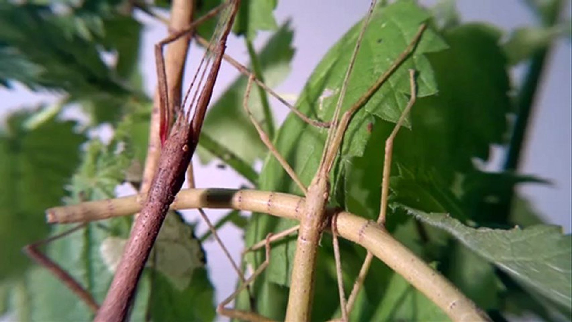 ⁣Индийский палочник / Carausius Morosus