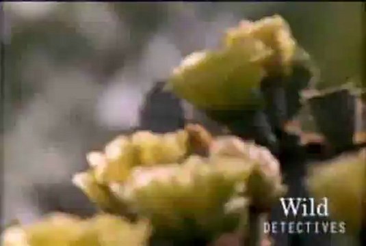 seslishow.com Maymunlar Alemi Belgeseli Belgesel İzle, Belgesel, Belgeseller seslishow.comKsKlİ_SeRsErİ desa seni siker milletin içinde kendini büyük gösteren mahluk pislik otoban sürtüğü yavşak rezil sitenide KsKlİ_SeRsErİ siker böyle imzalı