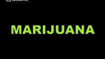 inside Marijuana / National Geographic / LEGALiSE