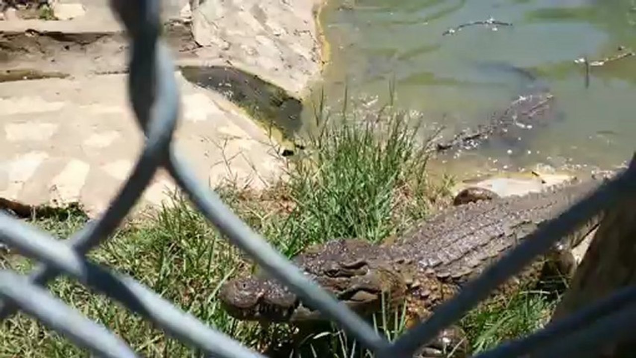 le repas du crocodile