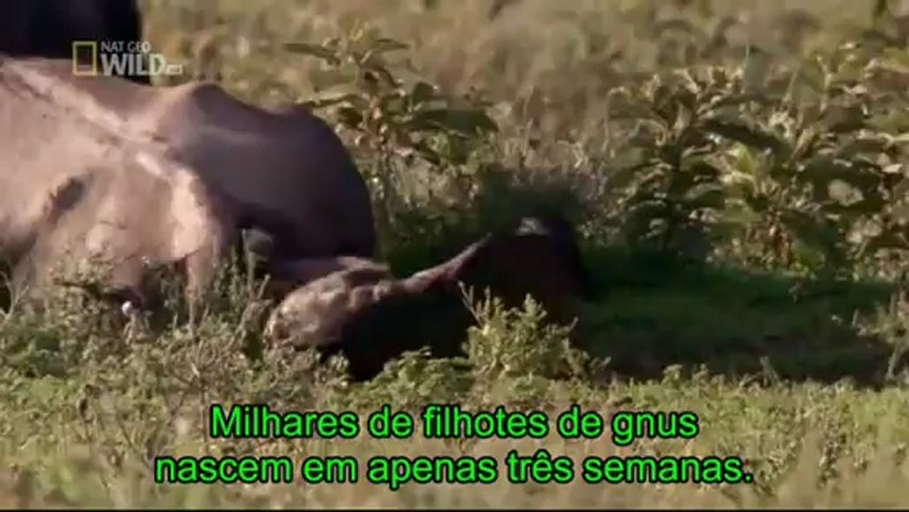 Brutal Killers - NatGeo (Legendado)