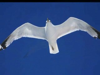 "Juan Salvador Gaviota"... Espíritu de Libertad