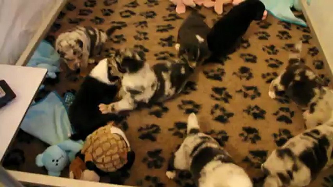Chiots en éveil